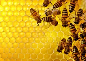 queen bee hive super hive